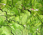 Spinach_produce-1.gif
