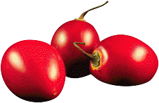 tomatoesroma.gif